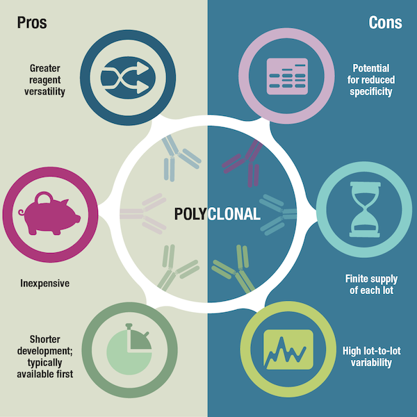 Antibody Essentials Part 4: Polyclonal Vs Monoclonal Antibodies